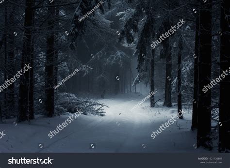 Dark Creepy Snow Cold Forest Stock Photo 1921136801 | Shutterstock