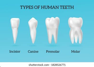 12,056 Types Teeth Images, Stock Photos, 3D objects, & Vectors | Shutterstock