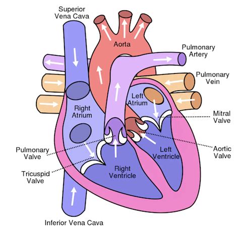 What Causes Heart Murmurs In Puppies