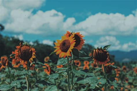 Aesthetic Sunflower Wallpapers HD Free Download