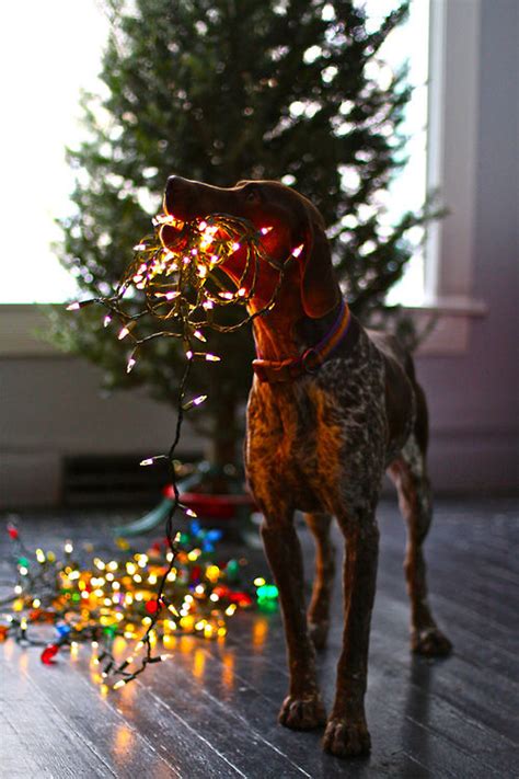 Christmas Dog Lights Pictures, Photos, and Images for Facebook, Tumblr, Pinterest, and Twitter