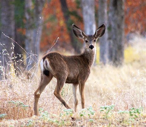 Mule Deer Fawn Photograph by Allan Erickson - Pixels