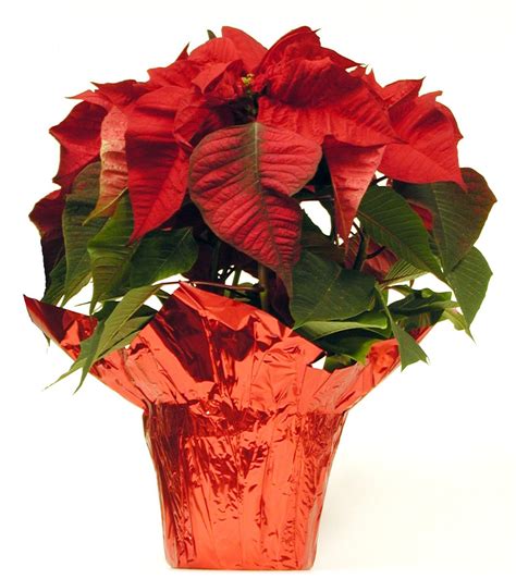 Free Poinsettia Plants 2 Stock Photo - FreeImages.com