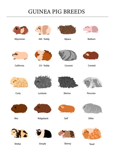 Guinea pig breeds poster in color. Pet rodents collection. Isolated vector with different breeds ...