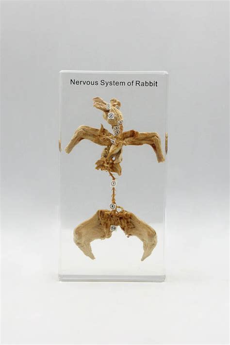 Rabbit Nervous System in Resin | Little Shop of Horrors