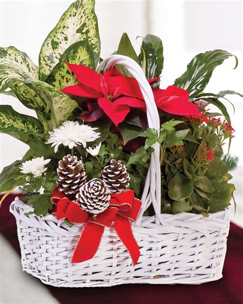 Christmas Poinsettia Basket - Florist / Flowers Delivered - Allen's Flower Market