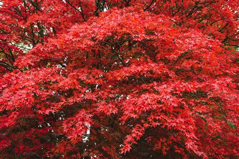 Autumn in a park, red maple tree | Nature Stock Photos ~ Creative Market