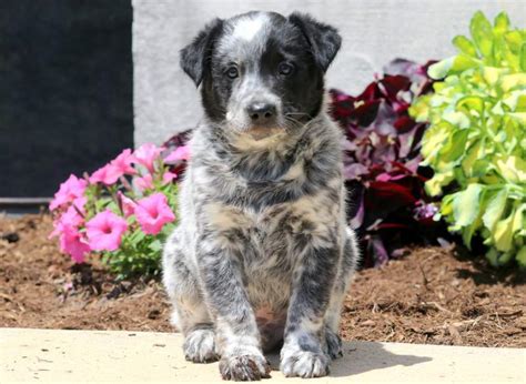 Chow Blue Heeler Mix Puppies - Puppy And Pets