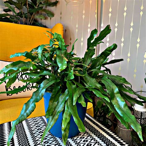 Different Types Of Indoor Ferns - megan-horsinaround