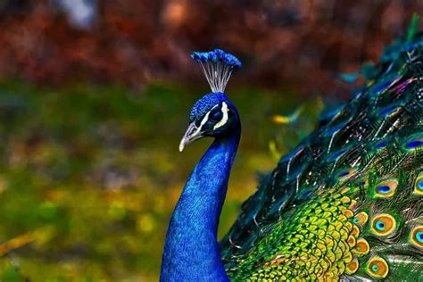 3 Types of Peacocks (Plus Interesting Facts) – Nayturr