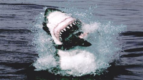 Great White Shark Attack