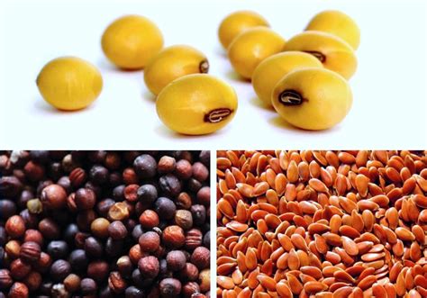 New oilseed and soybean varieties for 2018 - Grainews