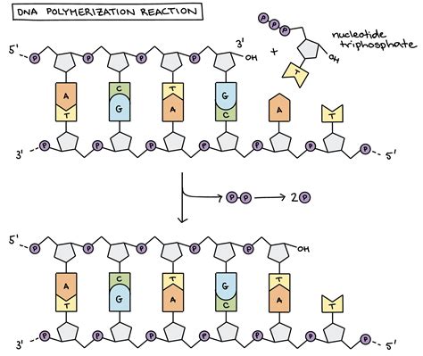 Dna Polymerase Diagram