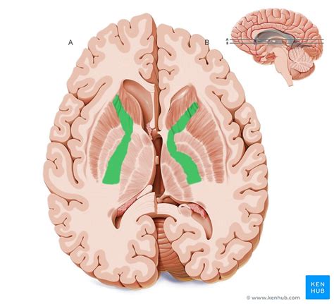 Internal capsule: anatomy, structure and function | Kenhub