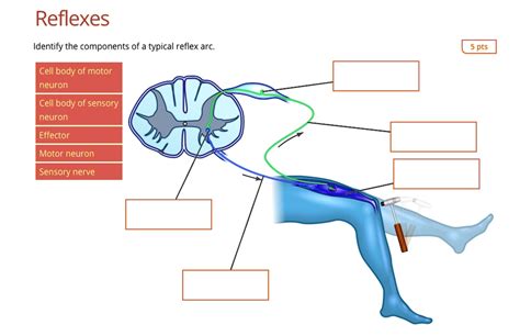 Reflexes Identify the components of a typical reflex arc 5 pts Cell body of motor neuron Cell ...