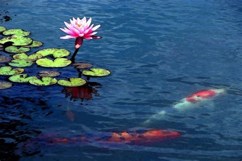 How To Plant Water Lilies In A Koi Pond (2023)