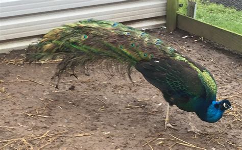 Black Shouldered Peafowl - Peacocks UK