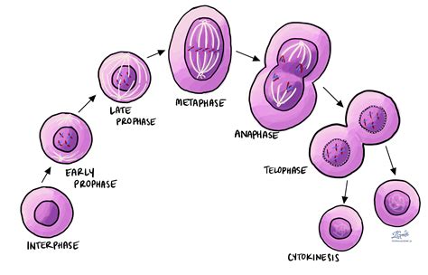 Mitosis Process And Different Stages Of Mitosis In Cell Division | Images and Photos finder