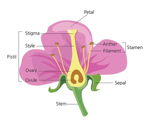 Parts Of Hibiscus Flower And Their Functions Pdf - Home Alqu