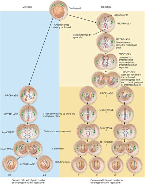 Venn Diagram Mitosis Vs Meiosis