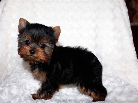 Teacup Yorkie Puppy for sale! Yorkie Breeder in California - iHeartTeacups