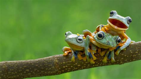 🔥 Download Tree Frog Bing Wallpaper by @meghanlin | Bing Desktop Animal Wallpapers 2015, Bing ...