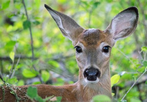 A retinal scan could diagnose "zombie deer" on the spot—if only scientists could fund it | The ...