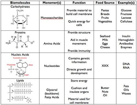 Monomers And Polymers Of Biomolecules | Macromolecules, Macromolecules biology, Biology classroom