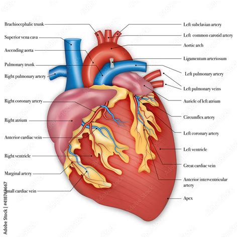 Real Human Heart Diagram Labeled