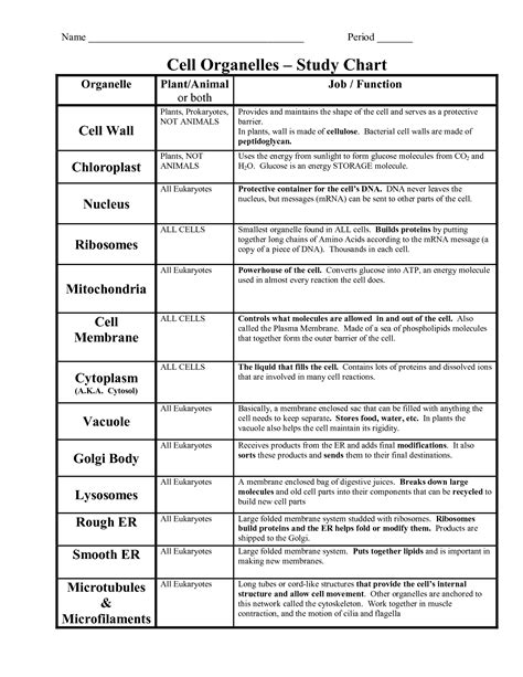 Cell Organelles And Functions Review Worksheet at Patricia Trull blog