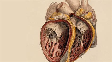 Anatomia Humana Wallpaper Hd : Preço baixo e entrega rápida.