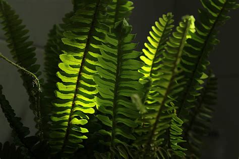 15 Best Indoor Fern Plants to Grow at Home - Petal Republic