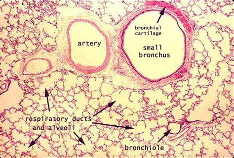 Histology at SIU