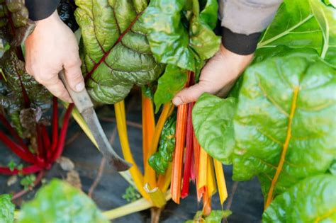 Swiss Chard Companion Plants » Know Your Chard's Friends