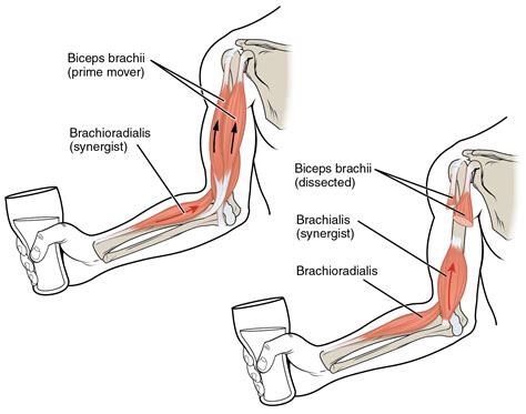 Agonist Muscle - Biology Simple