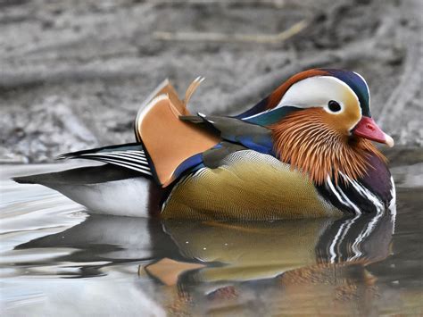 Mandarin Duck – Profile | Traits | Threats | Habitat | Breeding - BirdBaron