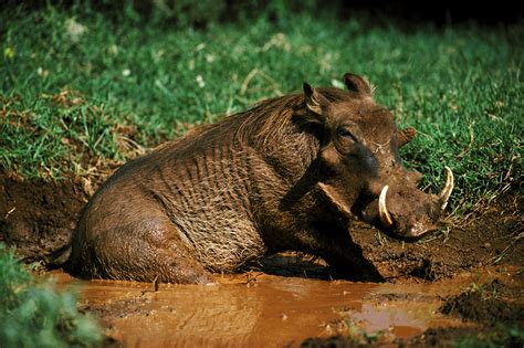 Suzy's Animals of the World Blog: THE WILD BOAR