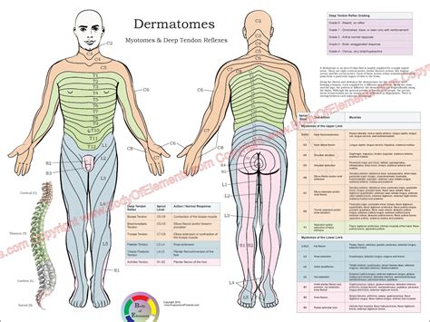 Nerve Dermatome Map