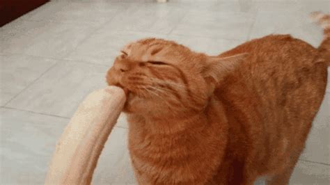 Cat Banana GIF - Find & Share on GIPHY