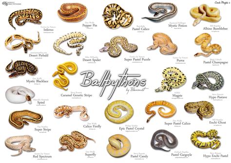 Different ball python morphs and what they're called : r/coolguides