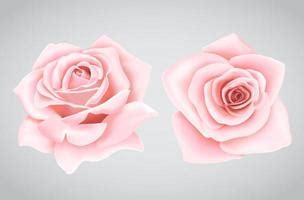 Rose Vector Art, Icons, and Graphics for Free Download