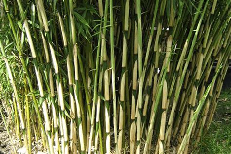 Non-Invasive Bamboo - What Bamboo Does Not Spread?