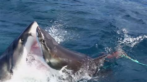 Watch great white shark attack another great white in incredible video - ABC7 San Francisco