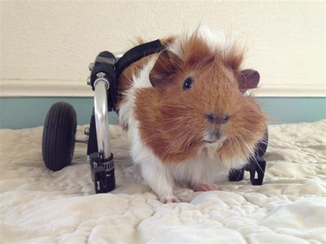 Meet Estella: The guinea pig that uses a wheelchair