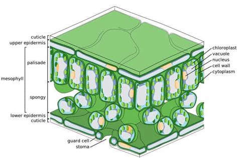 Parenchyma Cells | Definition, Structure, Distribution & Function