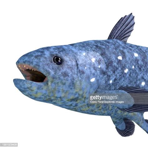 The Coelacanth Photos and Premium High Res Pictures - Getty Images