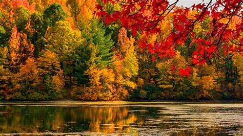 Landscape View Of Red Green Yellow Orange Autumn Leaves Trees Reflection On River During Daytime ...