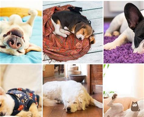 Dog Sleeping Positions And What They Mean - Find Out Here!