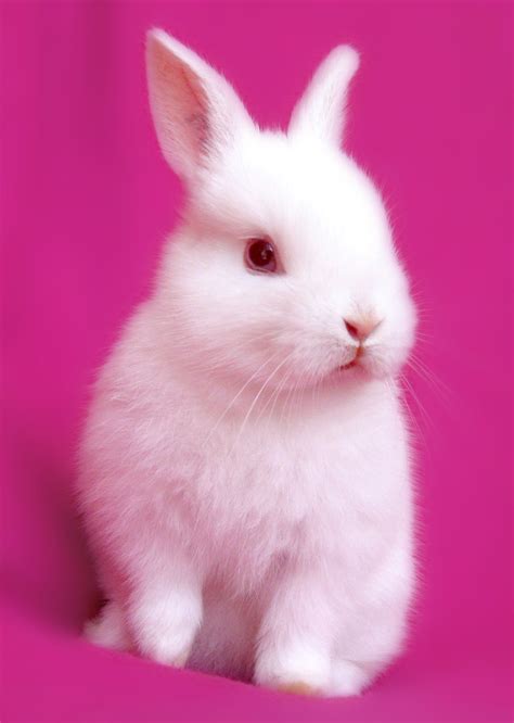 Cute Bunnies Wallpaper (65+ images)