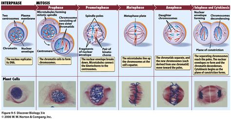 mitosis cell division animation : Biological Science Picture Directory – Pulpbits.net